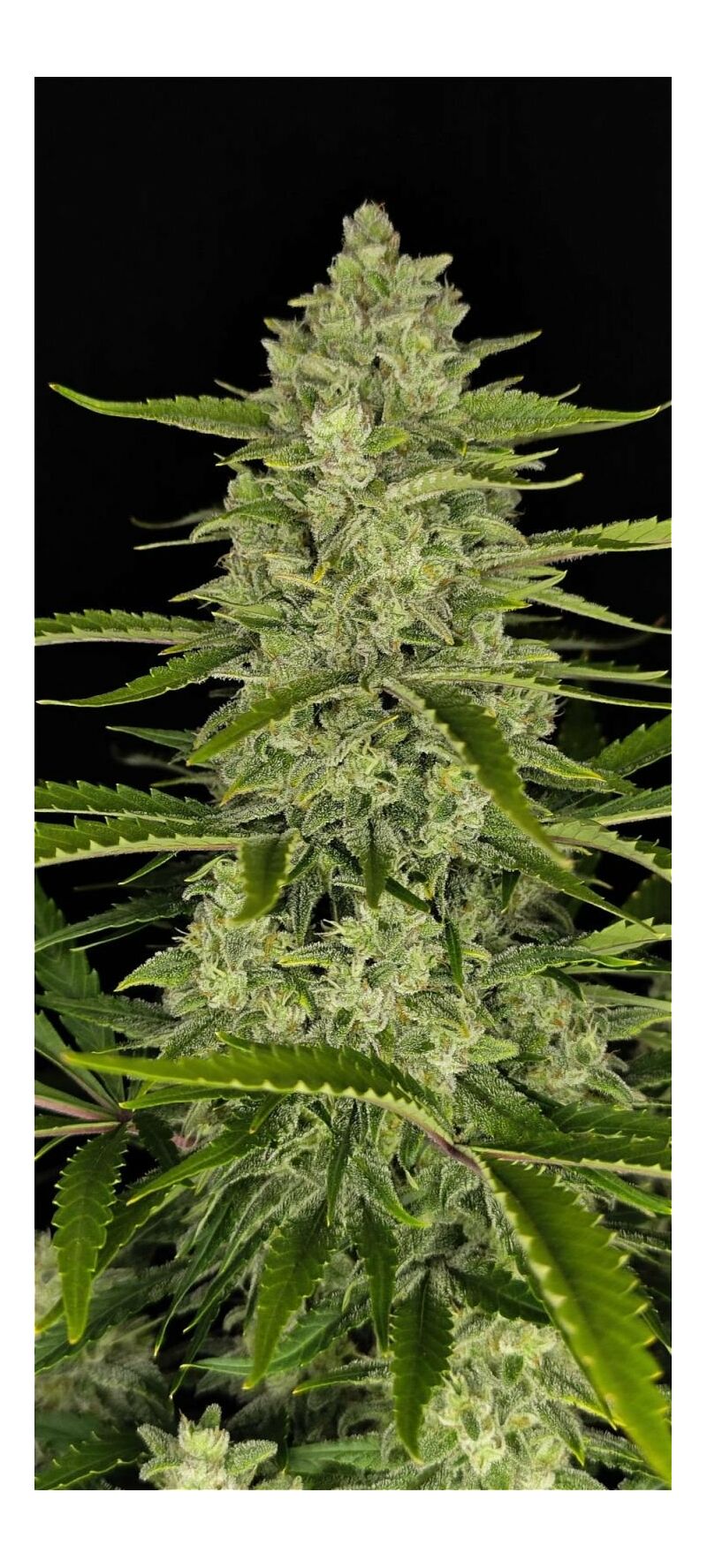 Papaya Cookies Auto, Фасовка: 3, изображение 4